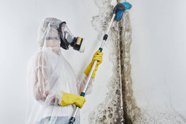 Best Environmental Consulting for Mold Prevention  in USA